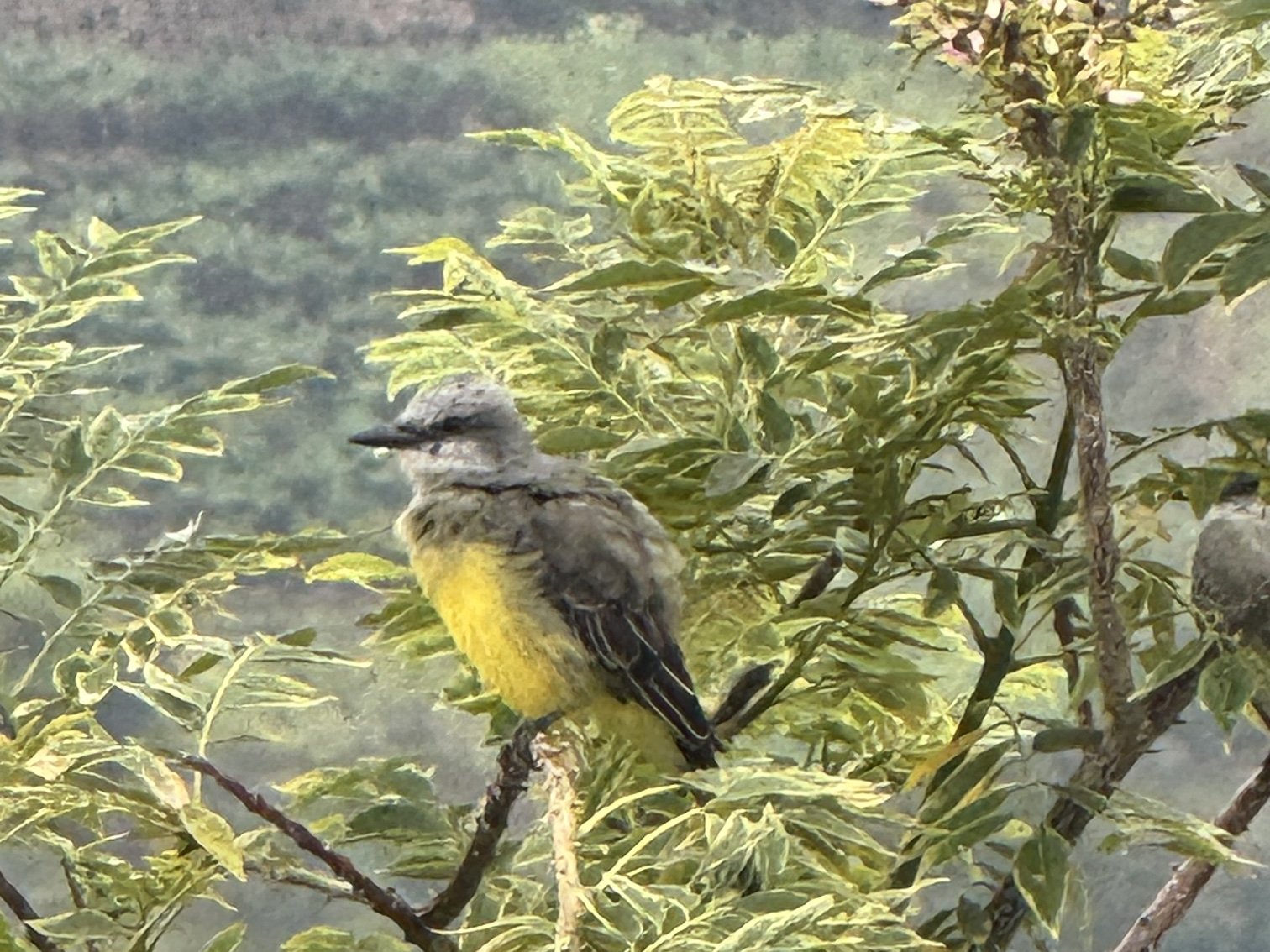 A small yellow-breasted bird perched on a branch, a green hillside soft behind it