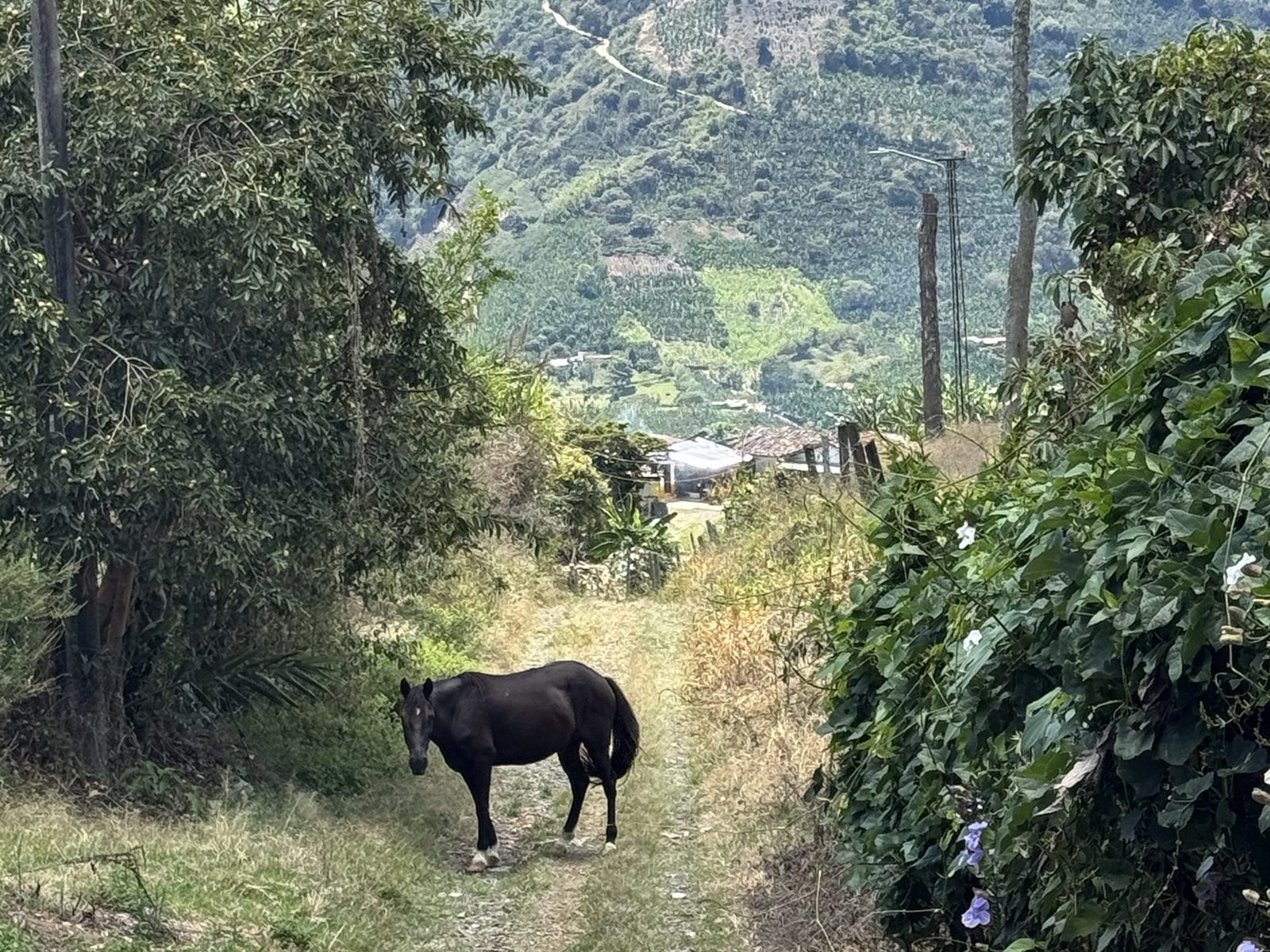 A horse on a steep farm path in the Andes, green mountains and a small farmstead in the valley below